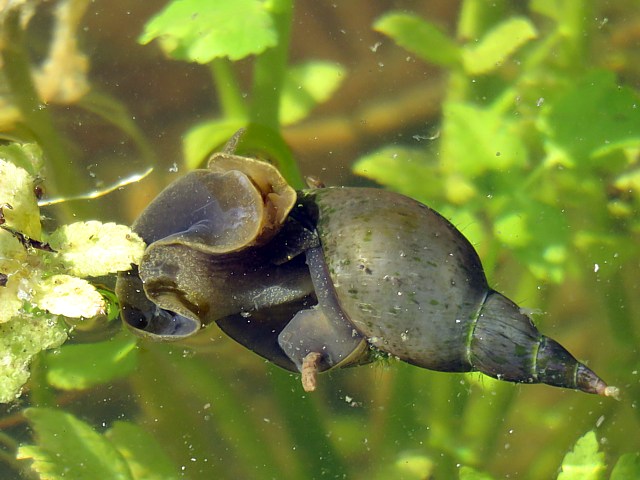 Lymne des tangs, lymnaea stagnalis