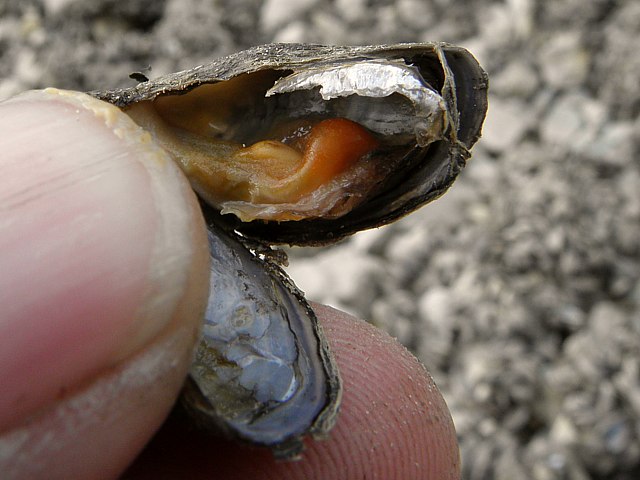 Moule zbre, dreissena polymorpha