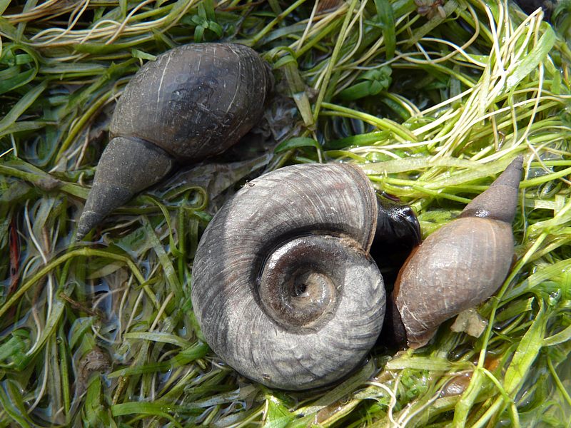 Planorbe des �tangs, planorbius corneus