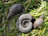 planorbe des étangs, planorbarius corneus