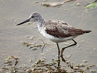 Chevalier aboyeur, tringa nebularia