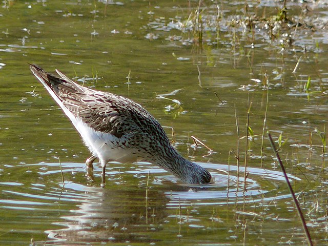Chevalier aboyeur, tringa nebularia