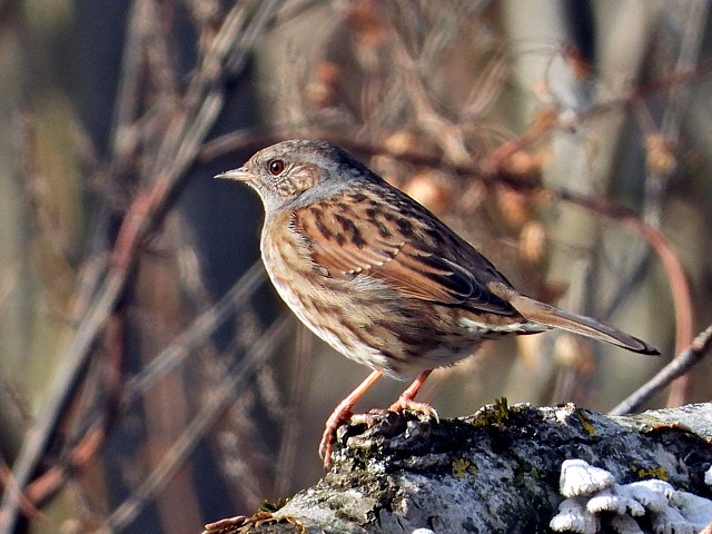 Accenteur mouchet, prunella modularis