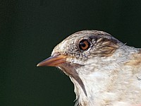 Tête d'accenteur mouchet