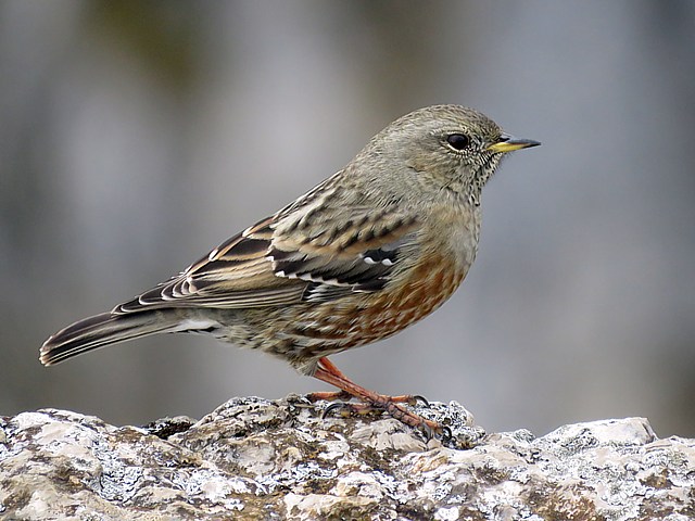 Accenteur alpin, prunella collaris