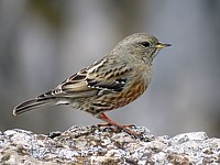 Accenteur alpin, prunella collaris