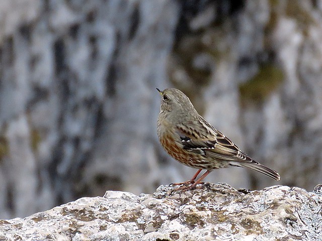 Accenteur alpin, prunella collaris