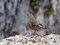 Accenteur alpin