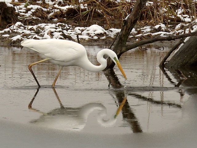 Grande aigrette, egretta alba