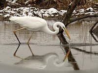Grande aigrette, egretta alba