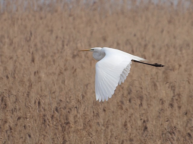 Grande aigrette en vol