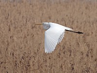 Grande aigrette en vol