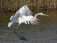 Grande aigrette se posant sur l'eau