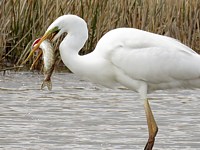 Grande aigrette pêchant un brochet