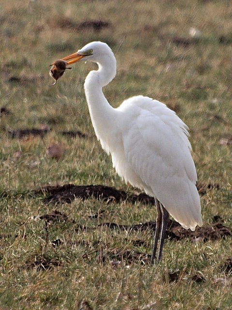 Grande aigrette au repos