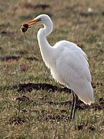 Grande aigrette et mulot