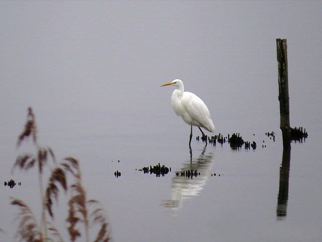 Grande aigrette au Bas-Lac