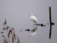 Grande aigrette