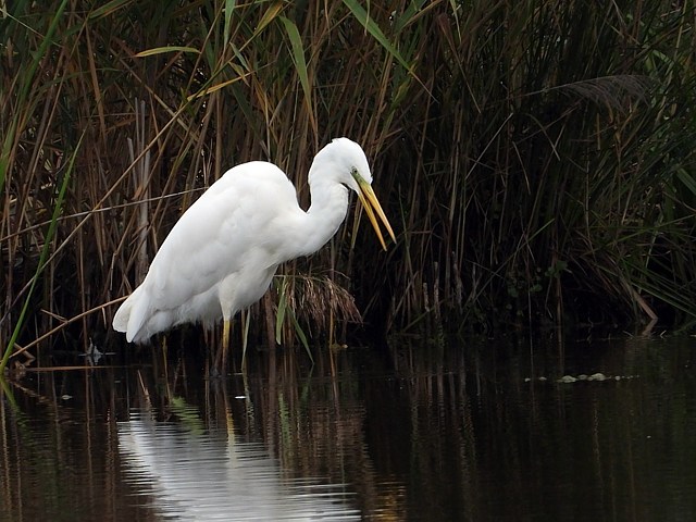Grande aigrette  l'afft