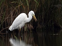 Grande aigrette à l'affût