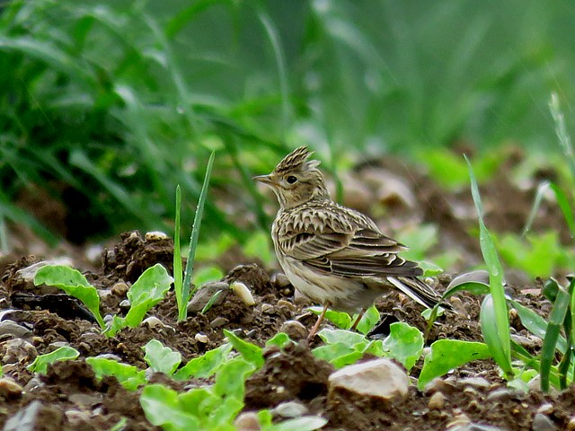 Alouette des champs, alauda arvensis