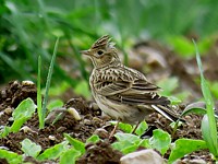 Alouette des champs, alauda arvensis