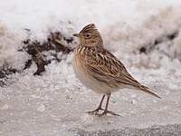 Alouette des champs en hiver