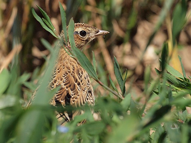 Alouette des champs, alauda arvensis