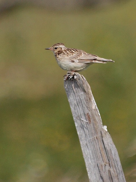 Alouette lulu, lullula arborea