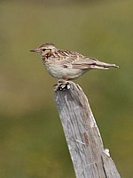 Alouette lulu, lullula arborea