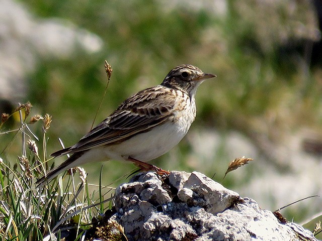 Alouette lulu, lullula arborea