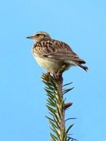 Alouette lulu, lullula arborea