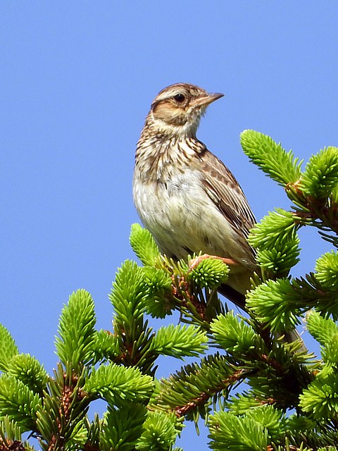 Alouette lulu, lullula arborea