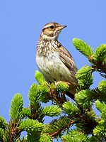 Alouette lulu, lullula arborea