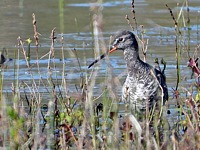 Chevalier arlequin, tringa erythropus