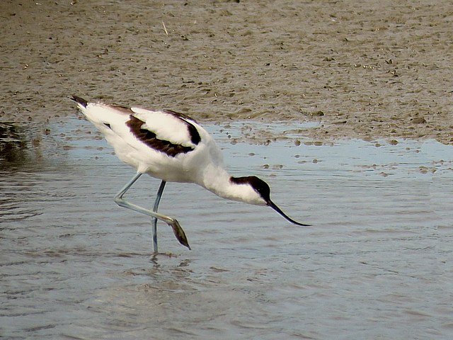 Avocette lgante, recurvirostra avosetta