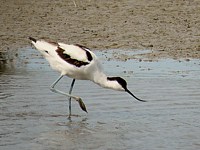 Avocette élégante, recurvirostra avosetta