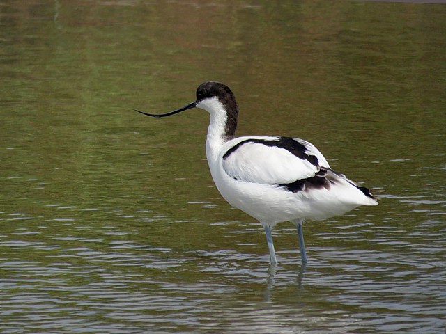 Avocette lgante, recurvirostra avosetta