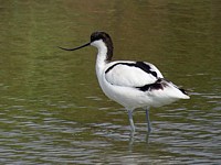 Avocette élégante, recurvirostra avosetta