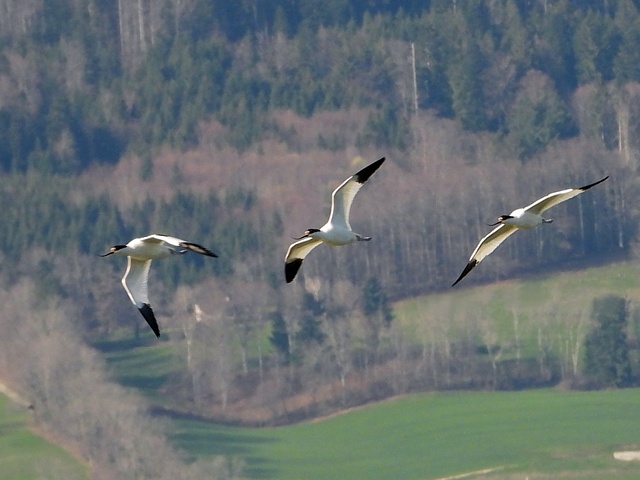 Avocette lgante en vol