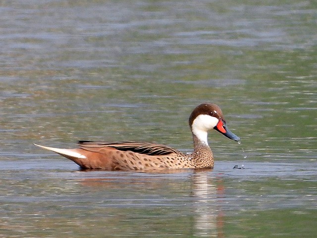 Canard des Bahamas, anas bahamensis