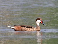 Canard des Bahamas