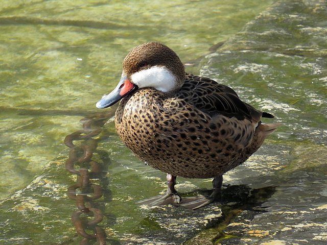 Canard des Bahamas, anas bahamensis
