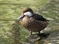 Canard des Bahamas