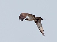 Balbuzard pêcheur en vol
