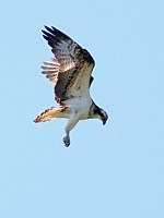 Balbuzard à l'arrêt