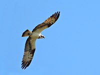 Vol du balbuzard