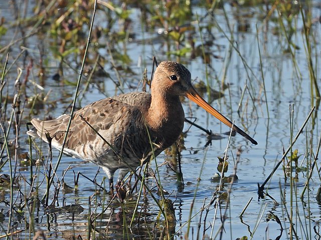 Barge à queue noire, limosa limosa