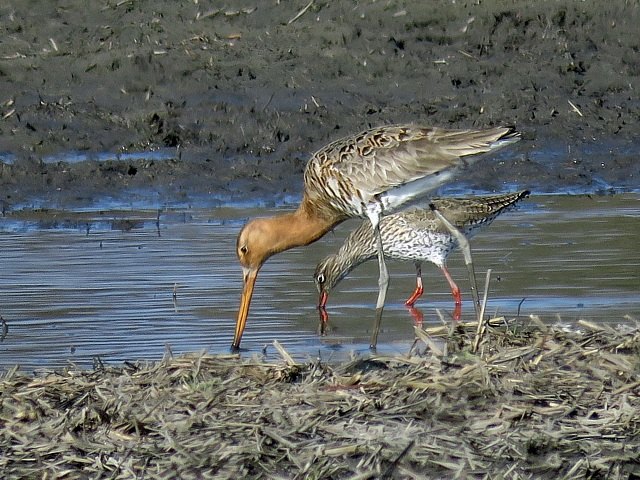 Barges à queue noire, limosa limosa