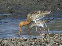 Barge avec combattant varié